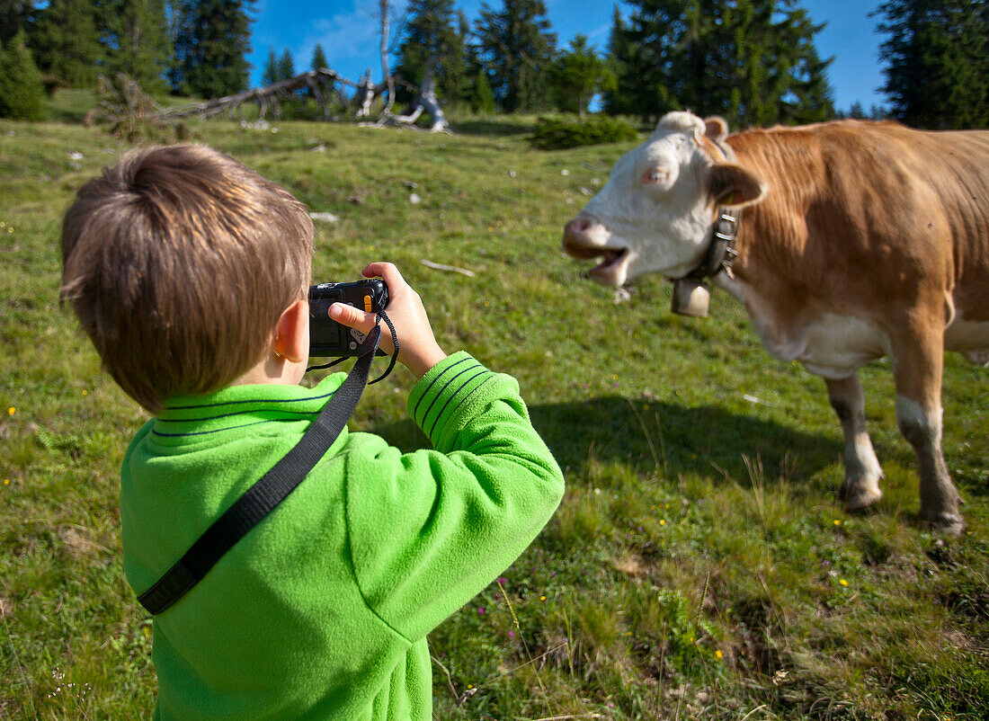 Boy photographing a cattle on a meadow, Hofbauern-Alm, Kampenwand, Chiemgau, Upper Bavaria, Germany