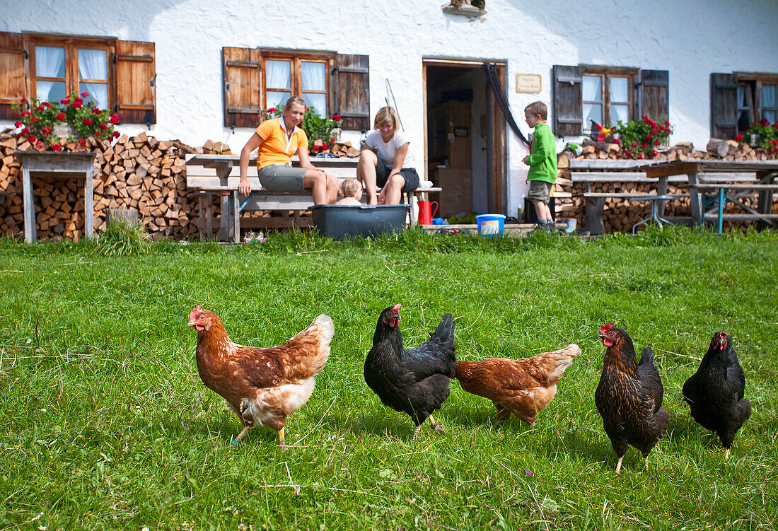 Hühner auf einer Wiese, Hofbauern-Alm, Kampenwand, Chiemgau, Oberbayern, Bayern, Deutschland