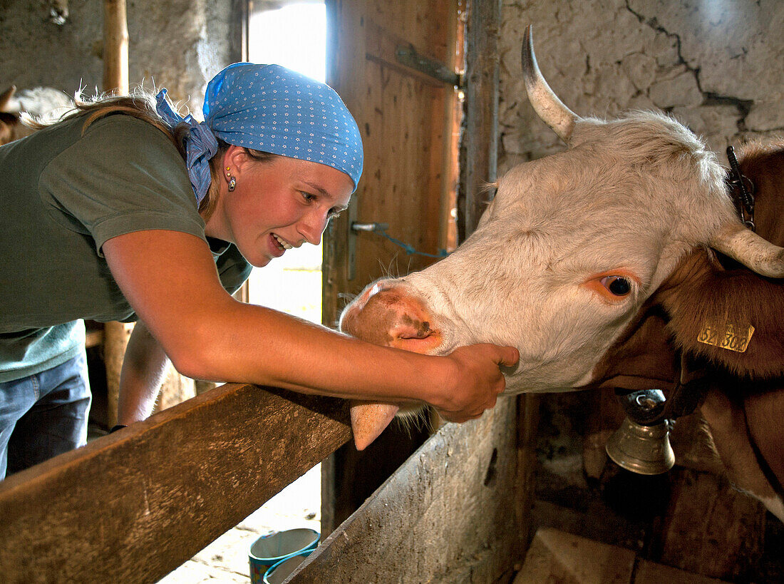 Woman stroking a cattle, Hofbauern-Alm, Kampenwand, Chiemgau, Upper Bavaria, Germany
