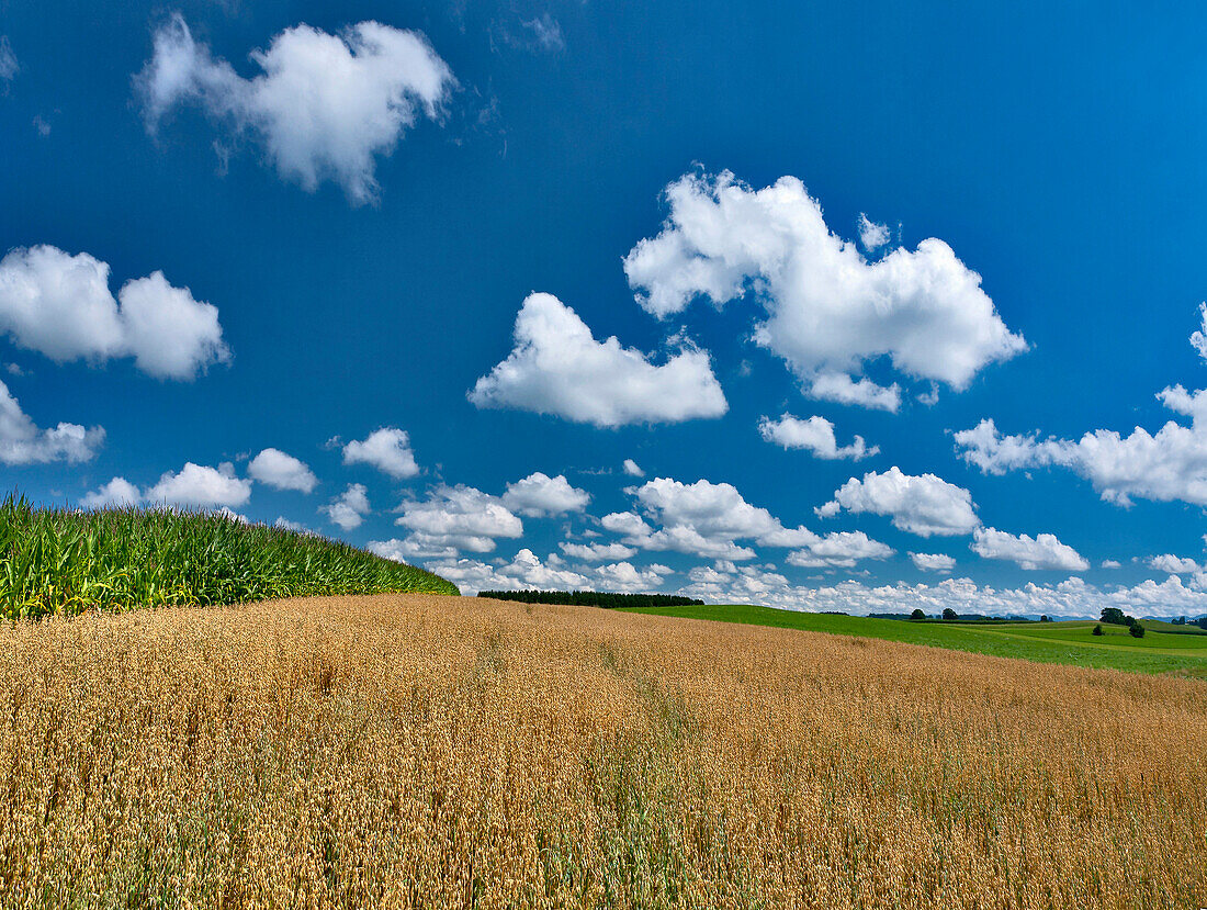 Cornfield and grain field near Muensing, Upper Bavaria, Germany
