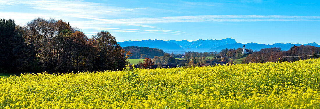 View over canola field to church of Holzhausen with Zugspitze in background, Holzhausen, Muensing, lake Starnberg, Upper Bavaria, Germany
