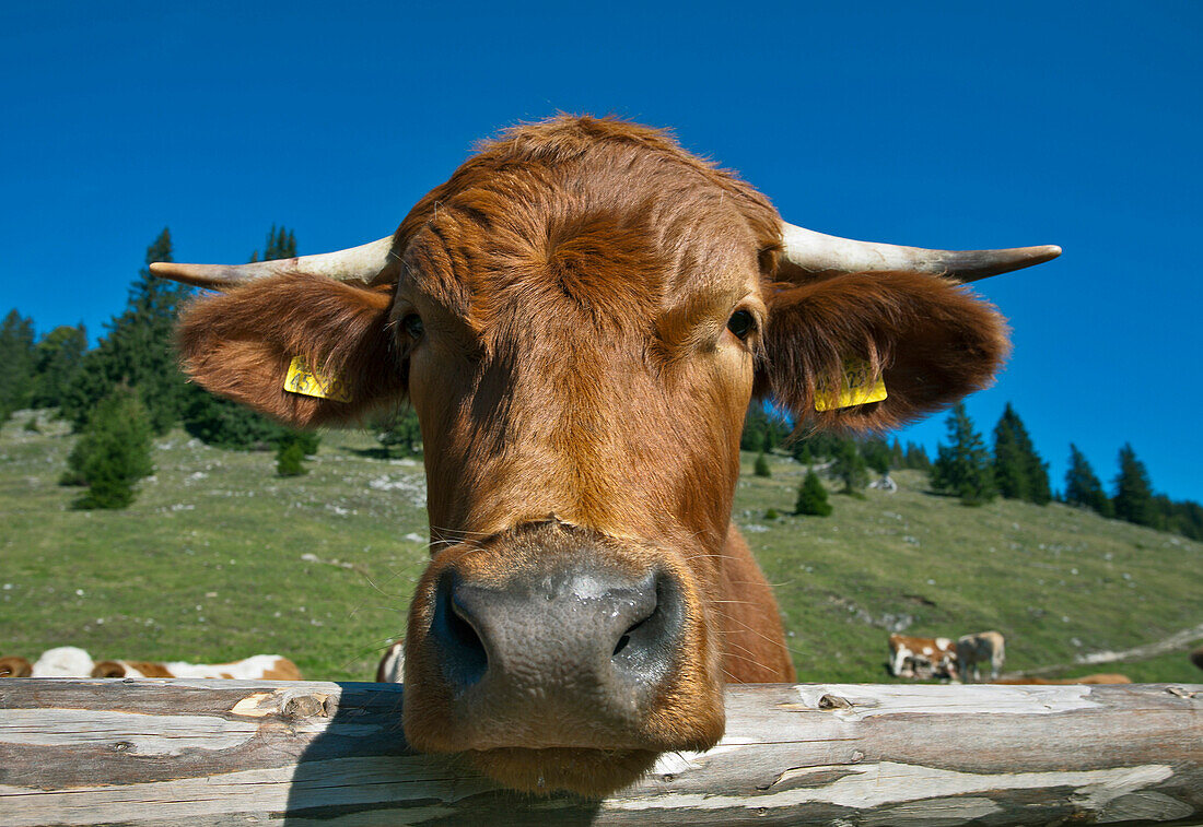 Cattle, Hofbauern-Alm, Kampenwand, Chiemgau, Upper Bavaria, Germany