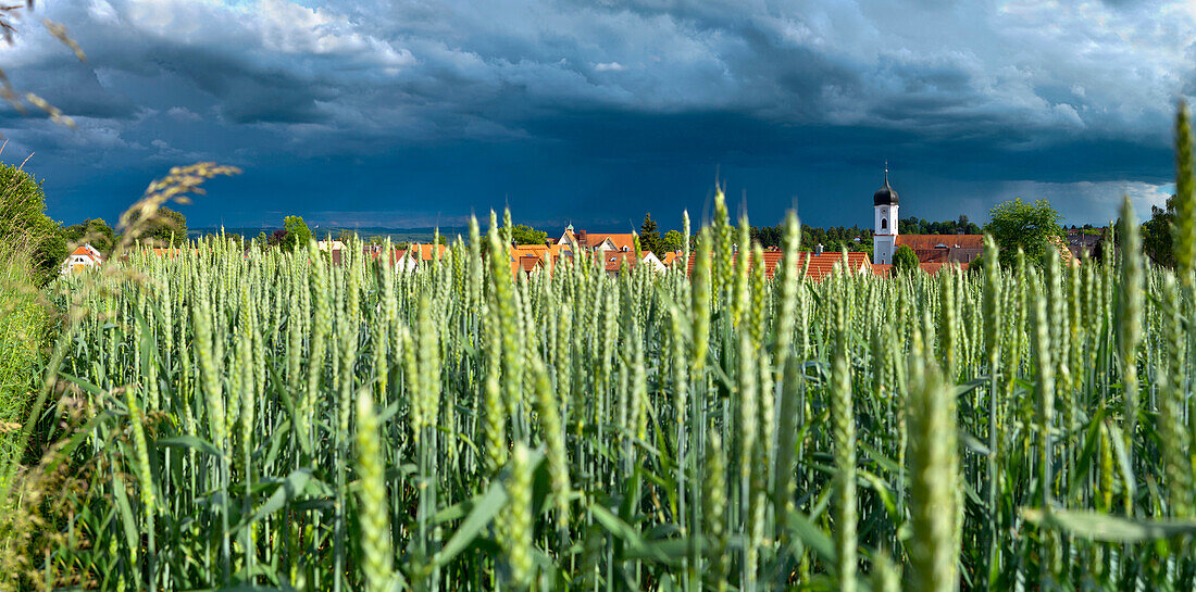Gewitterwolken über Getreidefeld, Utting, Ammersee, Oberbayern, Bayern, Deutschland