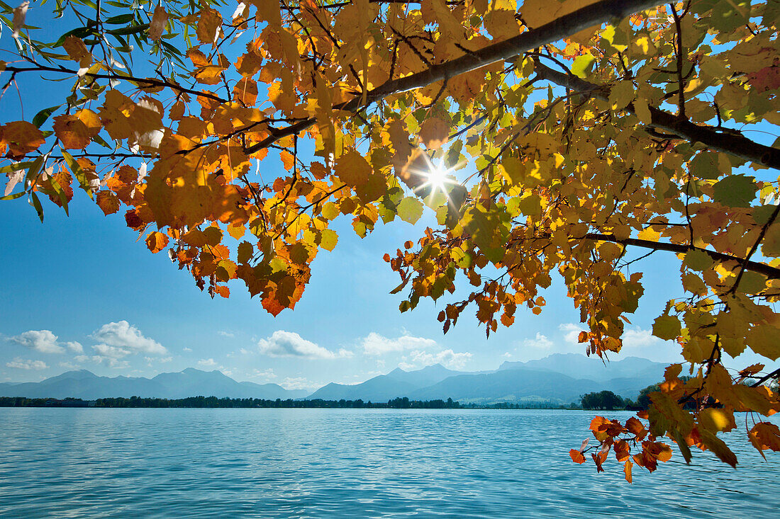 View over lake Chiemsee to Hochgern and Kampenwand, aspen leaves in foreground, Chiemgau, Upper Bavaria, Germany
