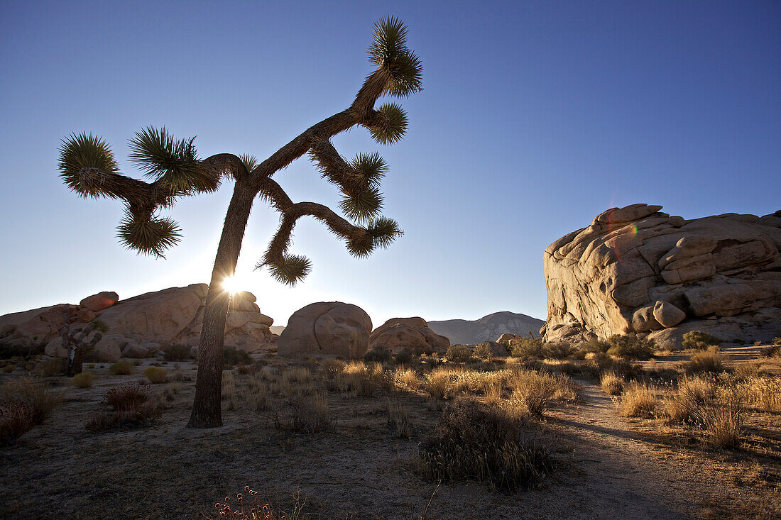 Joshua tree and rock formation in the Joshua Tree National Park, Joshua Tree National Park, California, USA