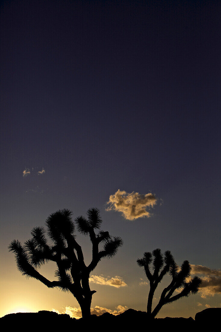 Joshua trees in the Joshua Tree National Park, Joshua Tree National Park