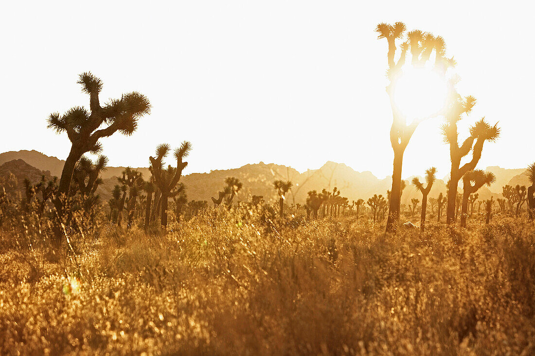 A field full of Joshua trees in the Joshua Tree National Park, Joshua Tree National Park, California, USA