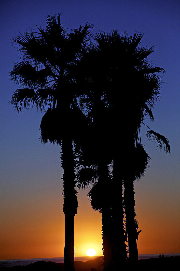 Silhouetten einer Palmengruppe am Strand während eines Sonnenuntergangs, Los Angeles, Kalifornien, USA