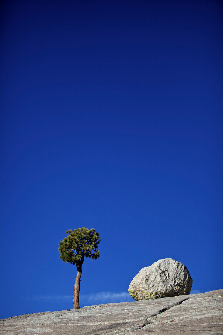 Ein Baum und ein kleiner Felsen, Yosemite-Nationalpark, Kalifornien, USA
