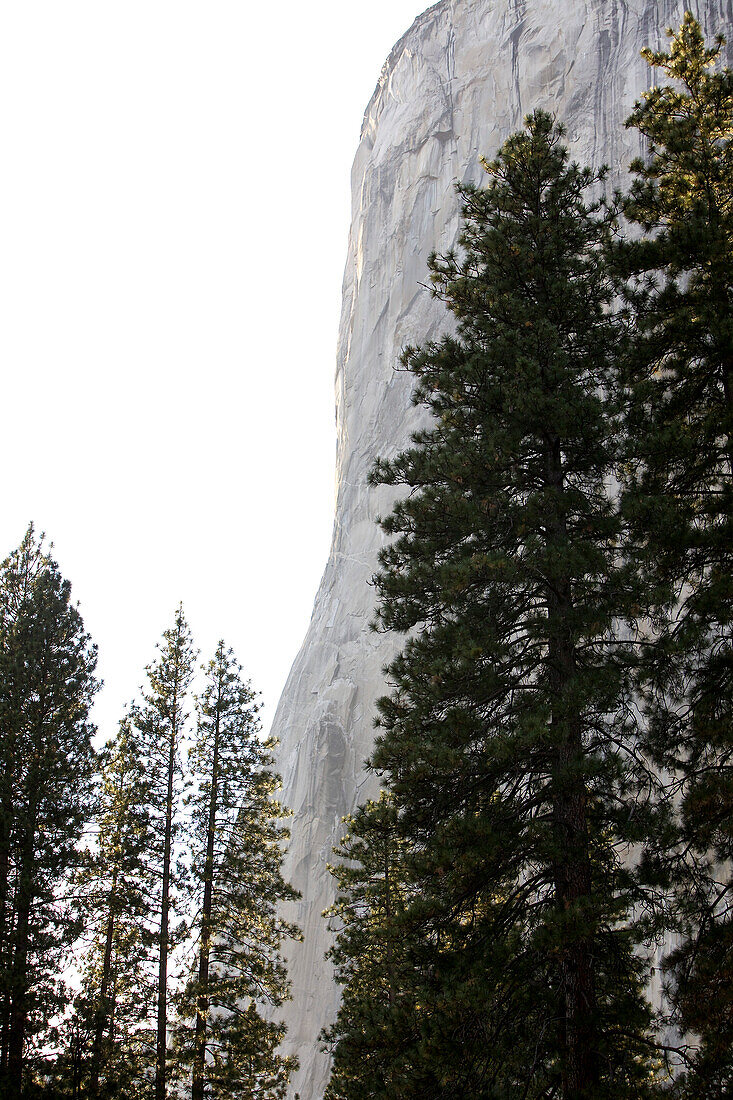 Forest in front of El Capitan, vertical rock formation in Yosemite National Park, California, USA