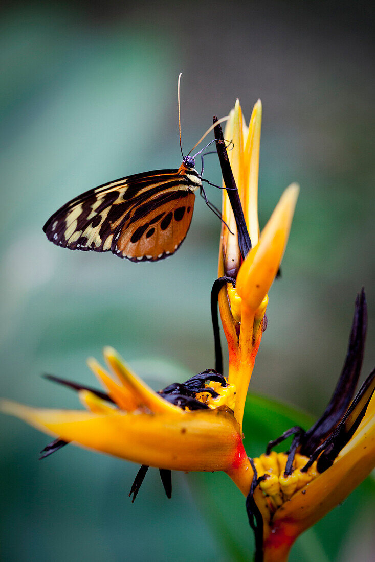 Butterfly on a bird of paradise flower, Amazone, Ecuador, South America
