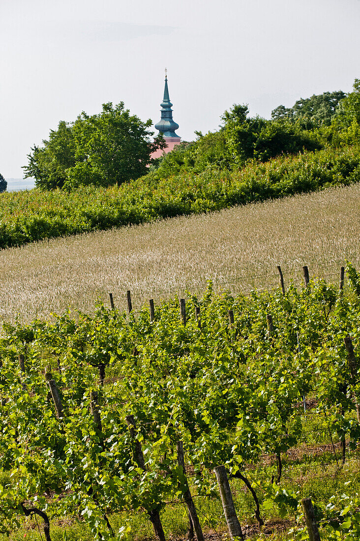 Winefelder in der Nähe von Poysdorf, Weinviertel, Niederösterreich, Österreich