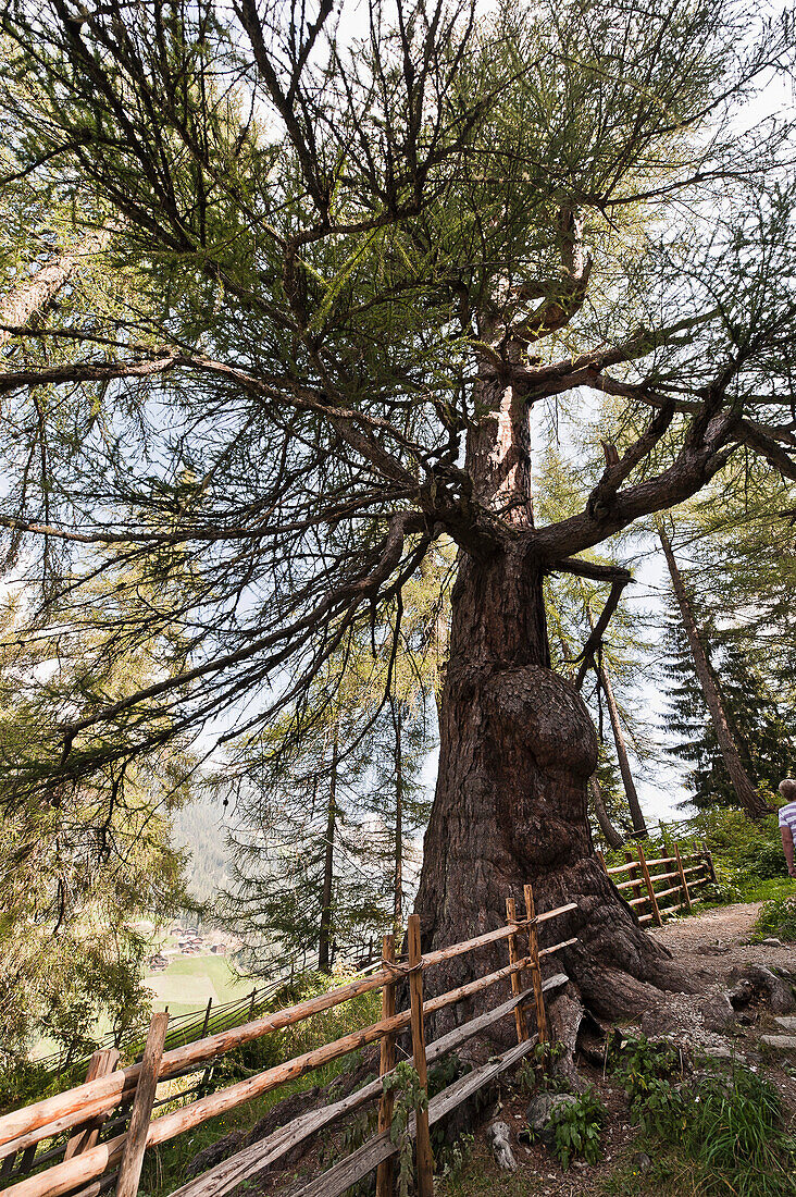 Old larch tree, Ulten valley, South Tyrol, Italy