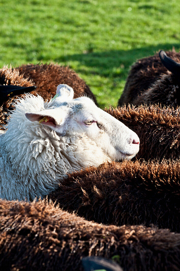 Dairy sheep on pastures near by St. Peter-Ording, Northfriesland, Germany