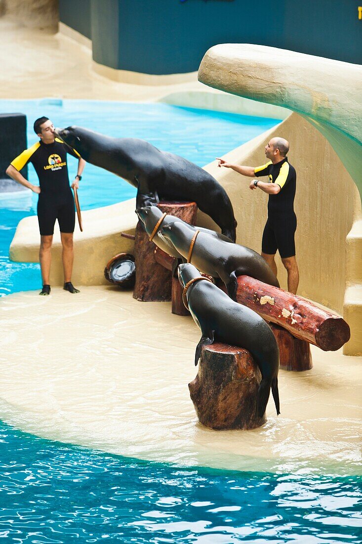 Sea lion show  Loro Parque  Puerto de la Cruz  Tenerife  Canary Islands  Spain