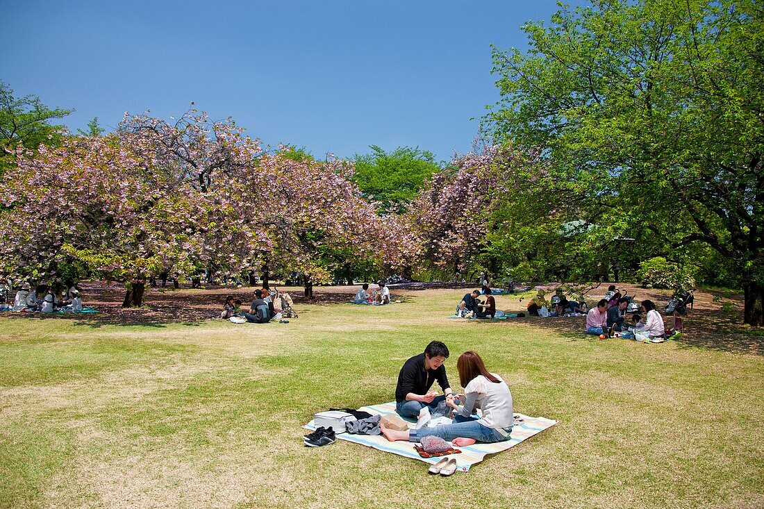 Tokyo City-Shinjuku District-Shinjujku Gyoen Garden.