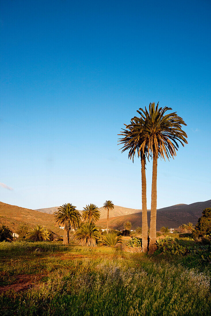 Palmen in der Palmenoase Vega de Rio de las Palmas, Fuerteventura, Kanarische Inseln, Spanien