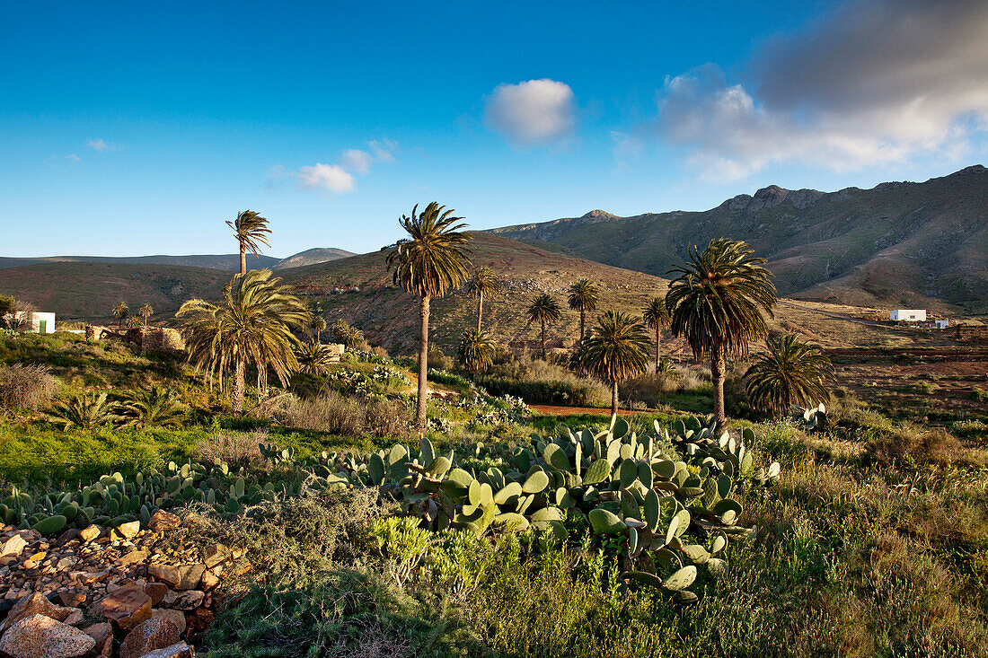 Palm tree oasis, Vega de Rio de las Palmas, Fuerteventura, Canary Islands, Spain