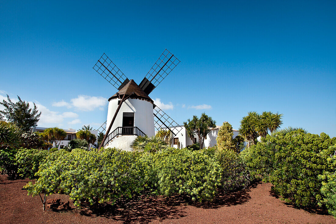 Windmill, Museo Molino, Antigua, Fuerteventura, Canary Islands, Spain
