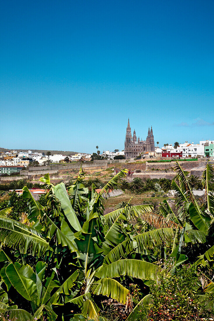 View of the banana plantation, Church, Arucas, Gran Canaria, Canary Islands, Spain