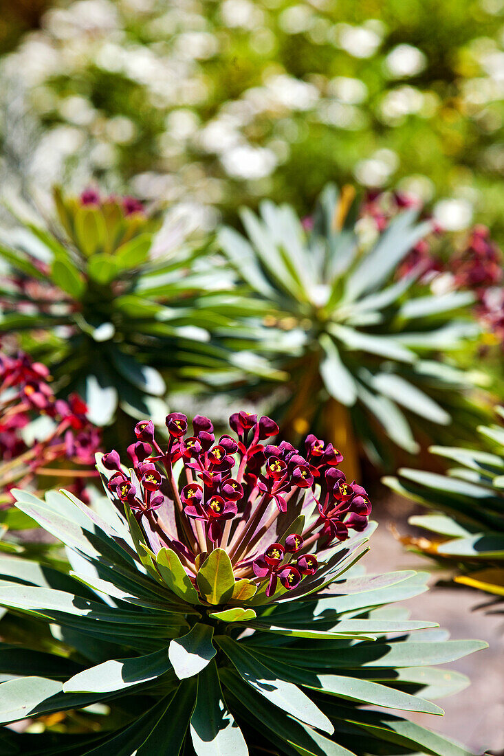 Pflanzen im Jardin Canario, Tafira, Gran Canaria, Kanarische Inseln, Spanien