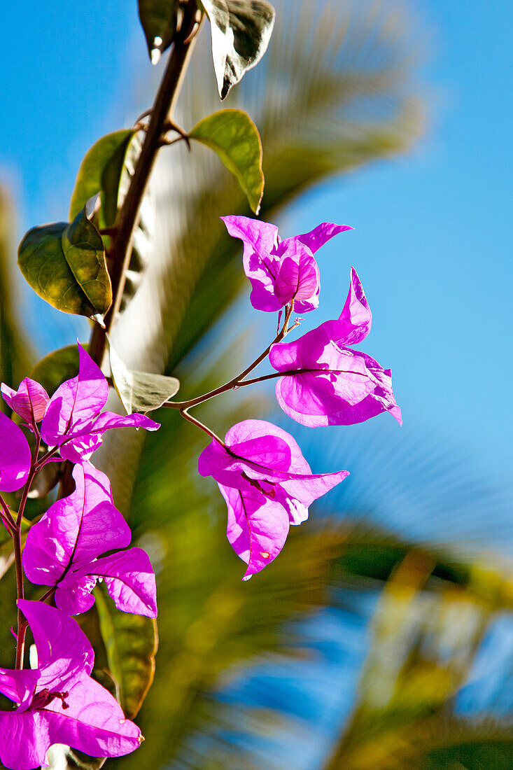 Bougainvillea Blüten, Gran Canaria, Kanarische Inseln, Spanien