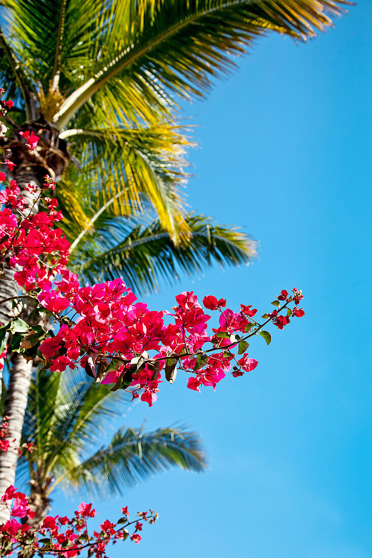 Bougainvillea and palm tree, Gran Canaria, Canary Islands, Spain