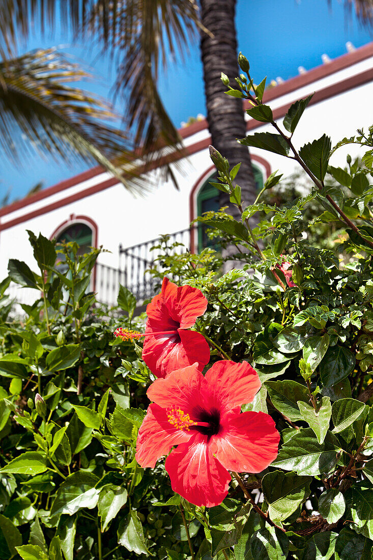 Hibiskus flower,  Puerto de Mogan, Gran Canaria, Canary Islands, Spain