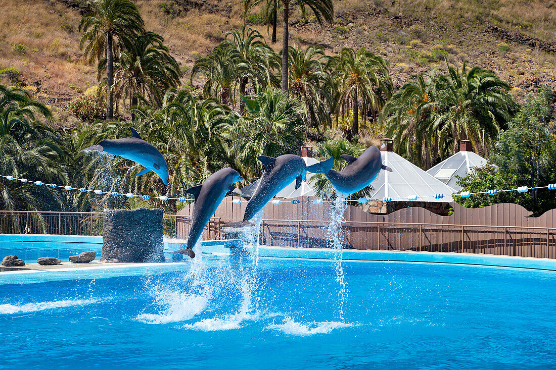 Delfinshow im Palmitos Park, Maspalomas, Gran Canaria, Kanarische Inseln, Spanien, Europa