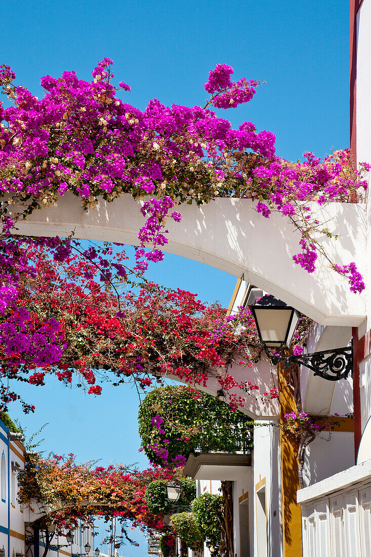 Houses with flowers, Puerto de Mogan, Gran Canaria, Canary Islands, Spain, Europe