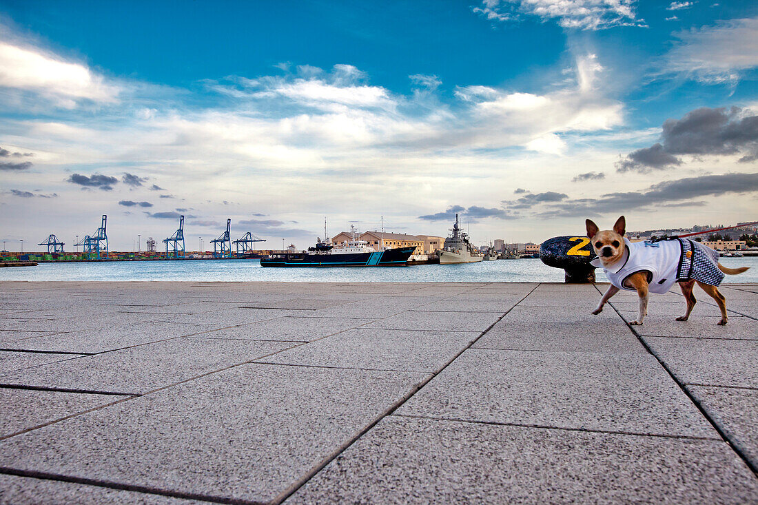 Hund geht spazieren, Hafen Puerto de la Luz, Las Palmas, Gran Canaria, Kanarische Inseln, Spanien, Europa