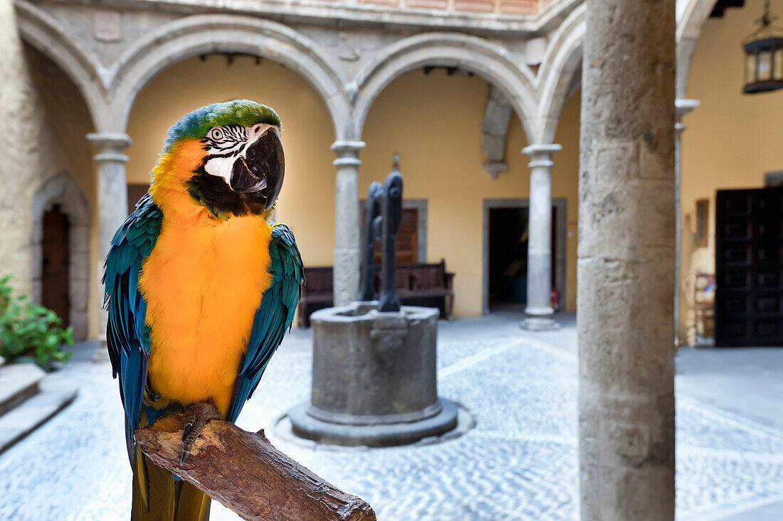 Parrot at the courtyard of the Columbus Museum, Casa de Colon, Vegueta, Las Palmas, Gran Canaria, Canary Islands, Spain, Europe