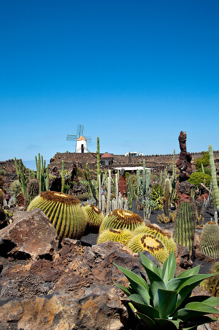 Windmill and cacti, botanical garden, Jardin de Cactus, architect Cesar Manrique, Guatiza, Lanzarote, Canary Islands, Spain, Europe