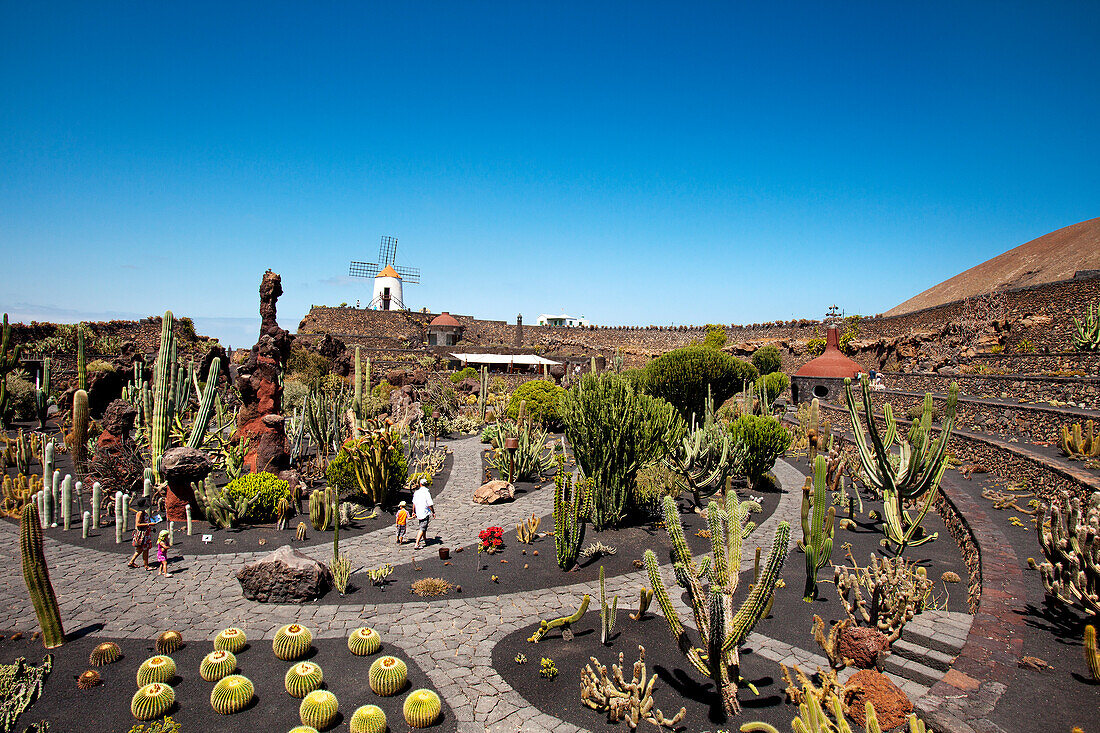 Windmühle und Kakteen, Kaktusgarten, Jardin de Cactus, Architekt Cesar Manrique, Guatiza, Lanzarote, Kanarische Inseln, Spanien, Europa