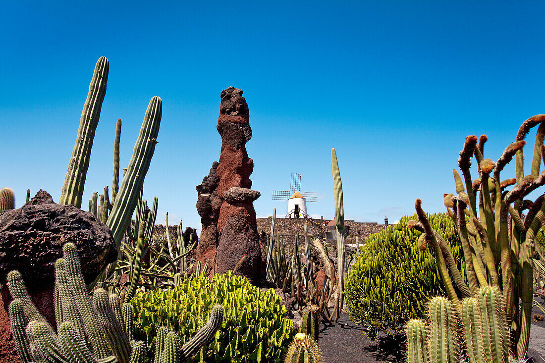 Windmühle und Kakteen, Kaktusgarten, Jardin de Cactus, Architekt Cesar Manrique, Guatiza, Lanzarote, Kanarische Inseln, Spanien, Europa