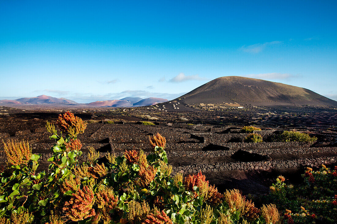 Vineyards growing on volcanic soil, La Geria, Lanzarote, Canary Islands, Spain, Europe