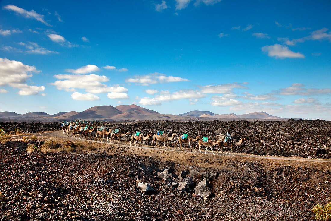 Kamelkarawane in Vulkanlandschaft, Nationalpark Timanfaya, Parque Nacional de Timanfaya, Lanzarote, Kanarische Inseln, Spanien, Europa