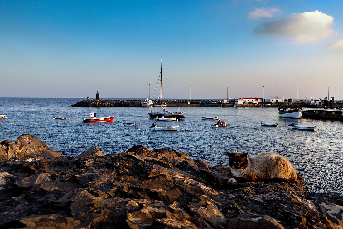 Cat at the old harbour, Playa Blanca, Lanzarote, Canary Islands, Spain, Europe