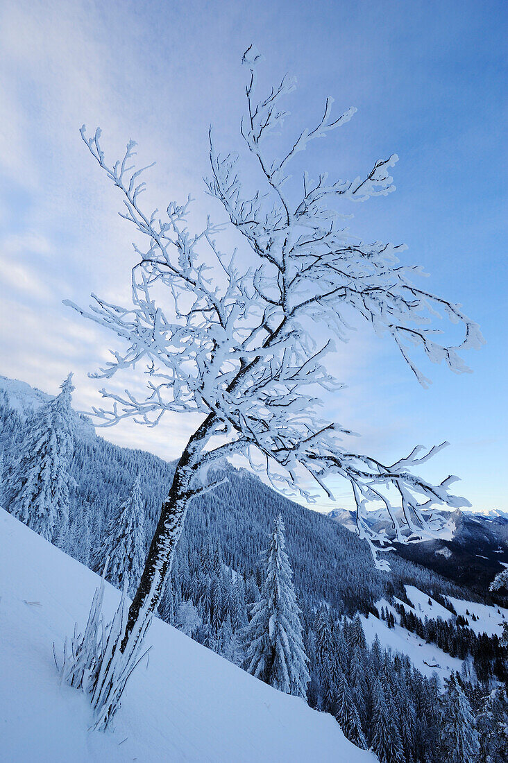 Snow-covered ash tree, Hochries, Chiemgau range, Chiemgau, Upper Bavaria, Bavaria, Germany