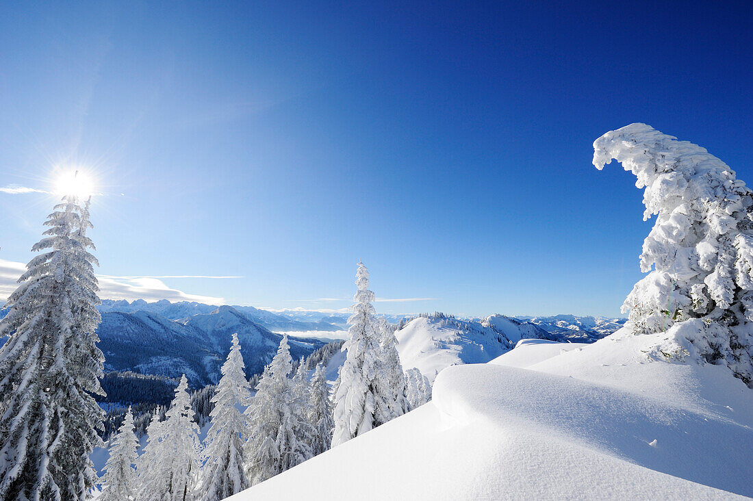 Verschneite Fichten auf Bergkamm, Berge im Hintergrund, Hochries, Chiemgauer Alpen, Chiemgau, Oberbayern, Bayern, Deutschland