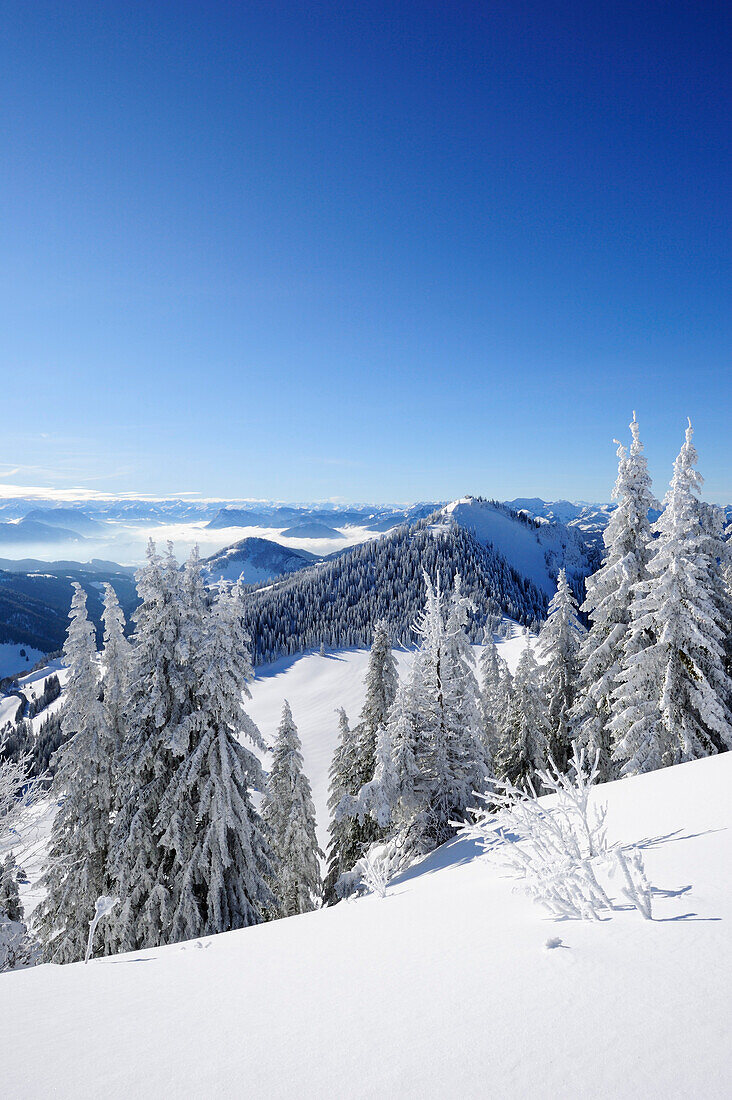 Snow-covered fir trees with view down to the Inn valley, Hochries, Chiemgau range, Chiemgau, Upper Bavaria, Bavaria, Germany