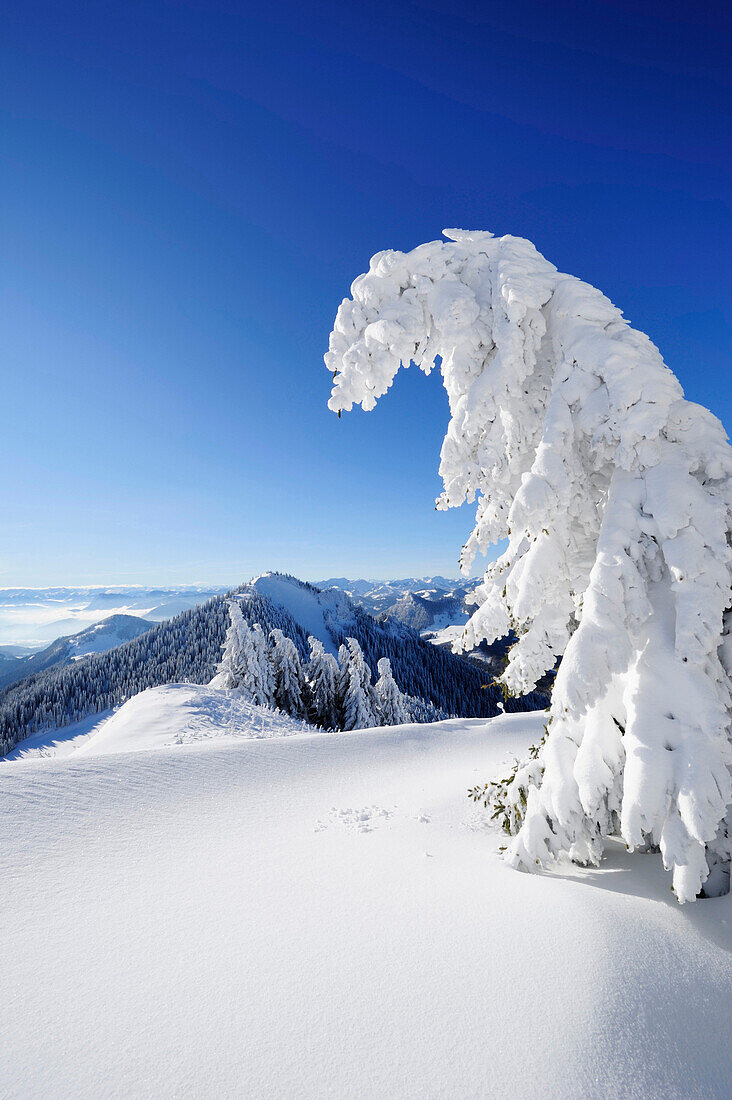 Verschneite Fichte mit Berge im Hintergrund, Hochries, Chiemgauer Alpen, Chiemgau, Oberbayern, Bayern, Deutschland