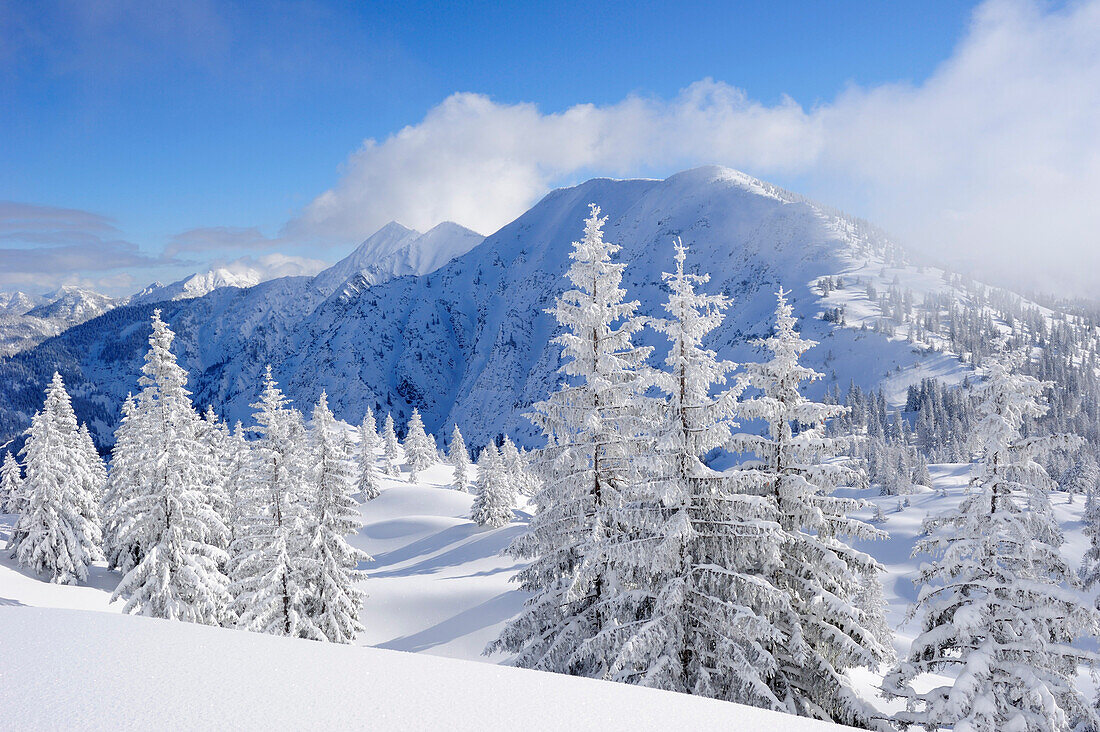 Snow covered fir trees at Schildenstein, Schildenstein, Tegernseer range, Bavarian Prealps, Upper Bavaria, Bavaria, Germany