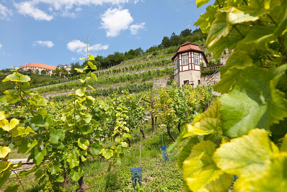 Vineyard, winegrowing, Saale, Unstrut, Freyburg, Saxony-Anhalt, Germany