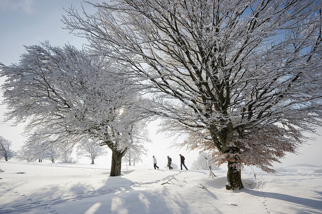 Snow covered beech trees and hikers, Schauinsland, near Freiburg im Breisgau, Black Forest, Baden-Wurttemberg, Germany