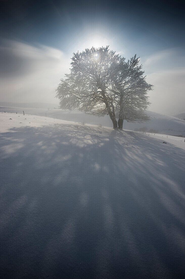 Snow covered beech trees, Schauinsland, near Freiburg im Breisgau, Black Forest, Baden-Wurttemberg, Germany