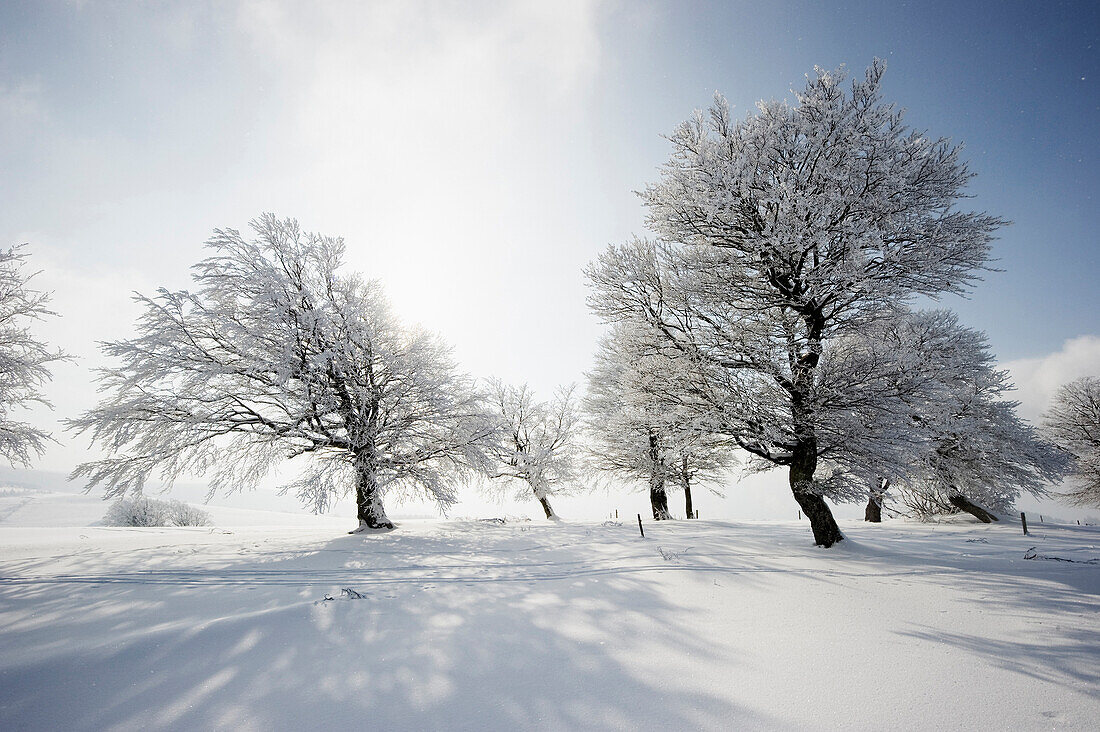 Schneebedeckte Buchen, Schauinsland, nahe Freiburg im Breisgau, Schwarzwald, Baden-Württemberg, Deutschland