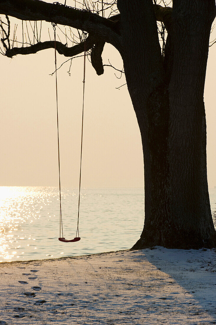 Swing on a tree at sunset, Wasserburg, Lake Constance, Bavaria, Germany