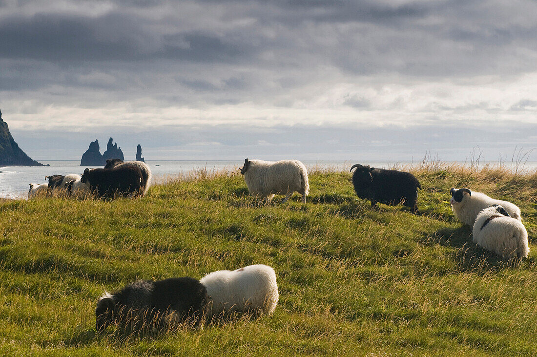 Schafe an der Küste, Landschaft bei Vik I Myrdal, Island, Skandinavien
