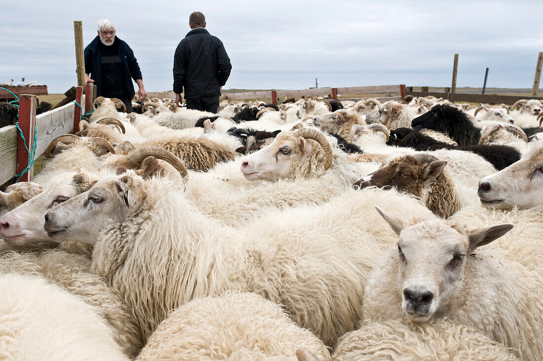 Flock of sheep near Hofn, Iceland, Scandinavia, Europe